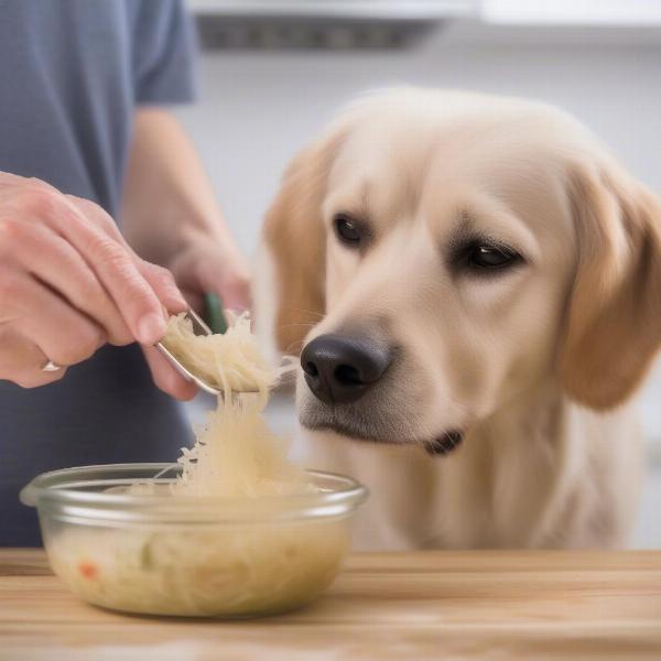 Sauerkraut for dogs