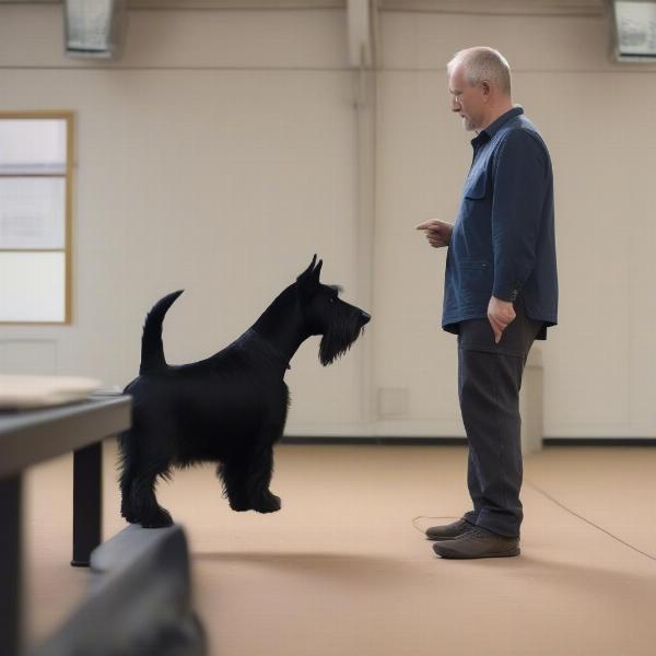 Scottie Dog Training