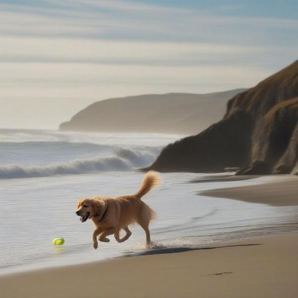 Dog playing on a dog-friendly beach at Sea Ranch