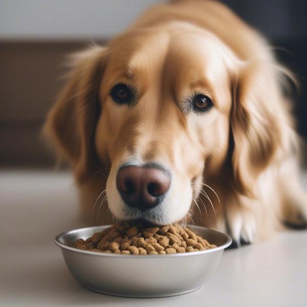 Senior dog enjoying its meal