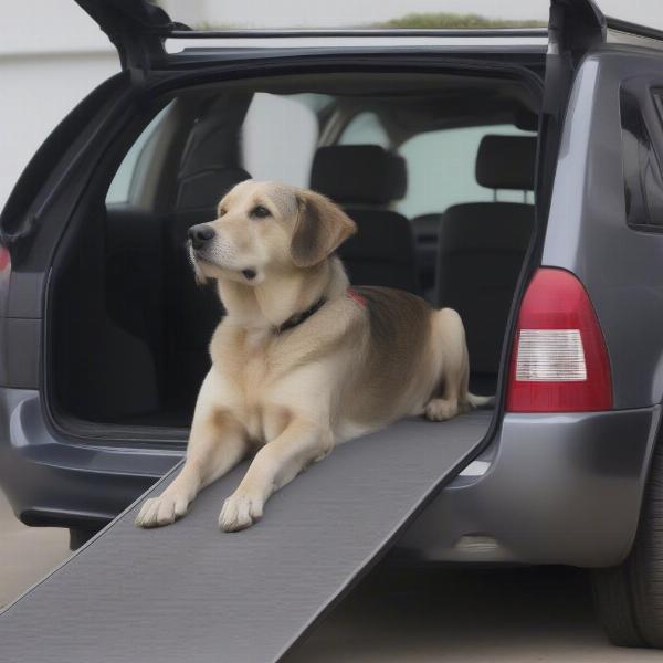 Senior Dog Using Car Ramp