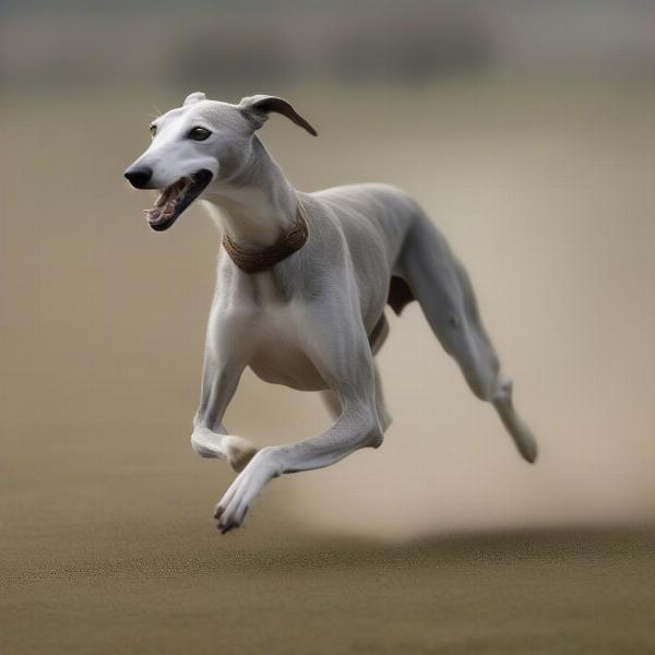 Shadowfax the greyhound running at top speed