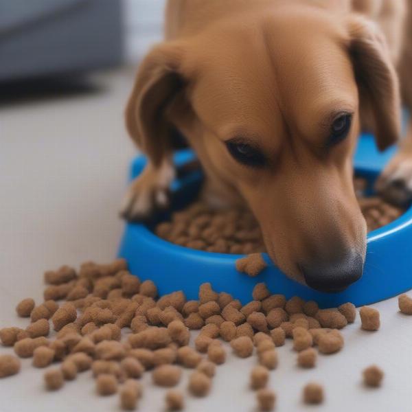 Slow Feed Dog Bowl