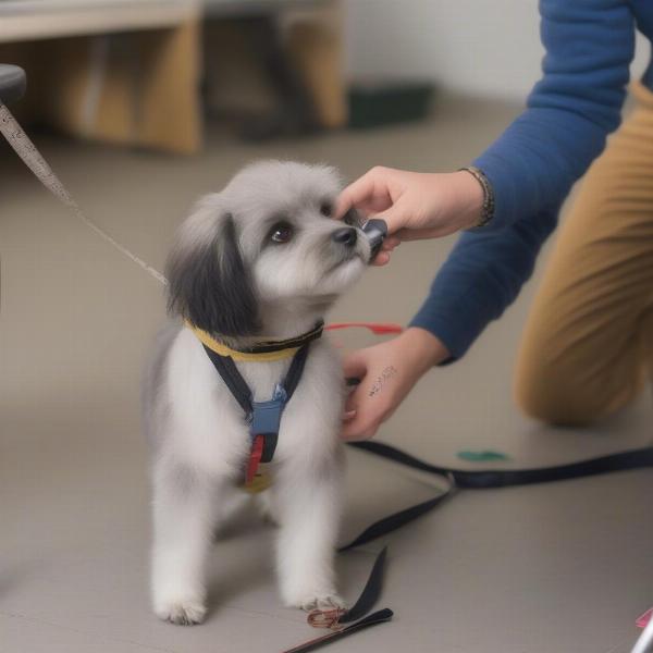 Measuring a small dog for a backpack