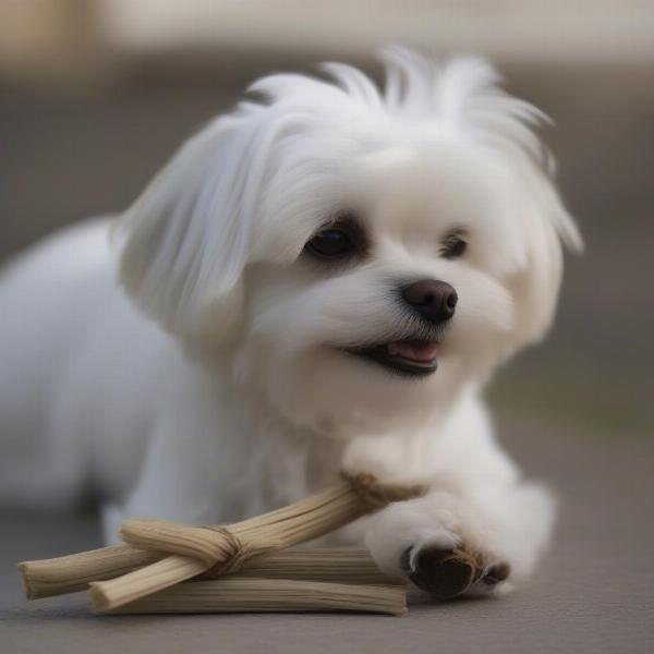 Small dog enjoying yak chew