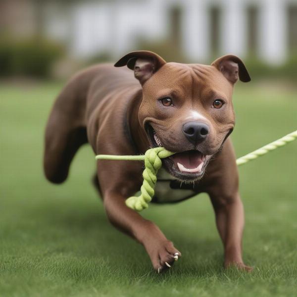 Staffordshire Bull Terrier playing with a rope toy