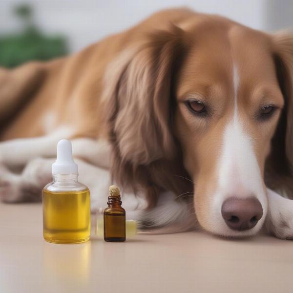 Tea Tree Oil for Dog Ear Infection