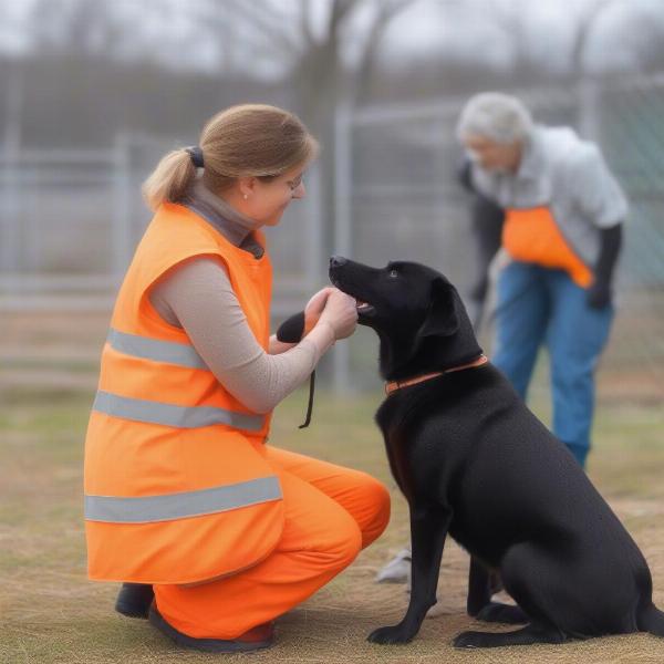 Searching for a Black Dog in a Rescue Center