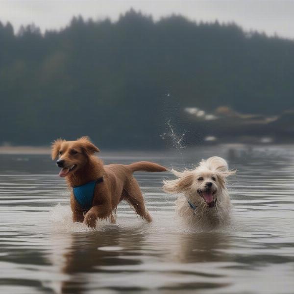 Titlow Beach Dog Park - Dogs Swimming