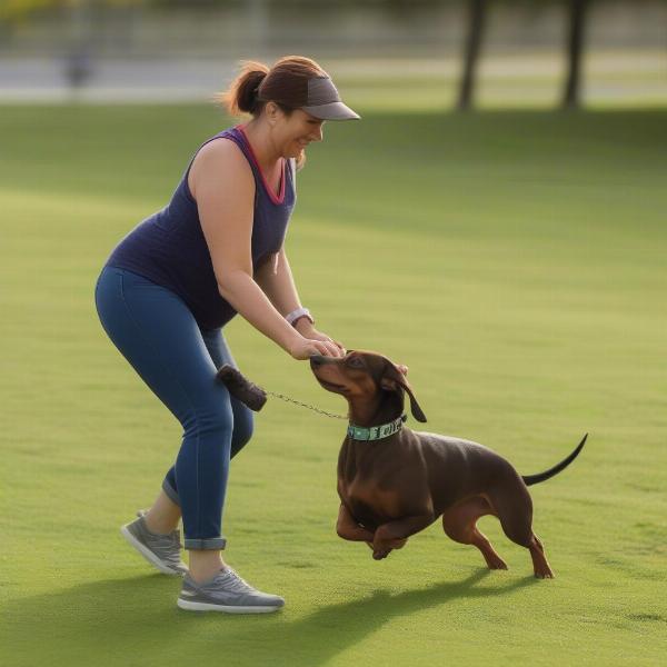 Training a Dachshund for a Race