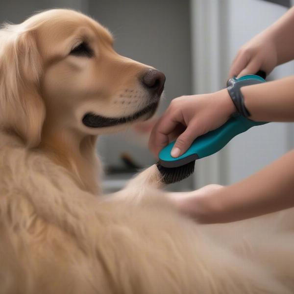 Using a dog rubber curry brush on a dog's leg