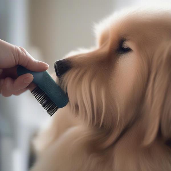 Using a Dog Shedding Brush