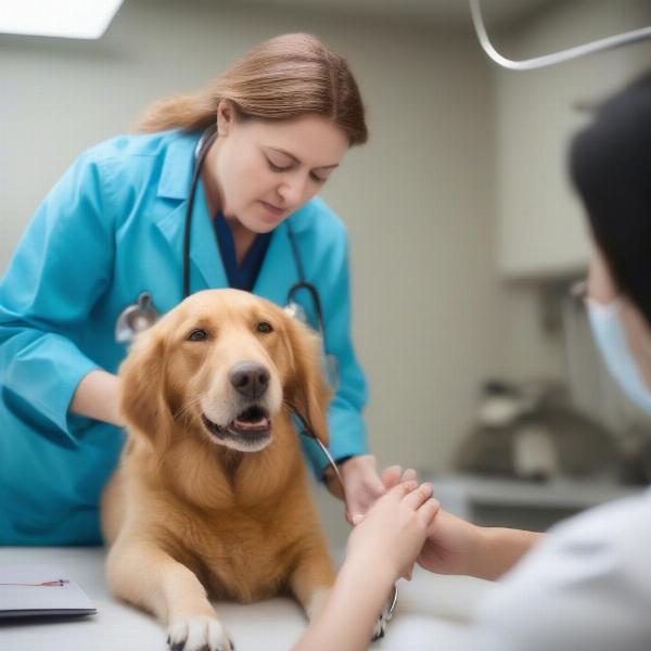 Veterinarian checking a dog's health