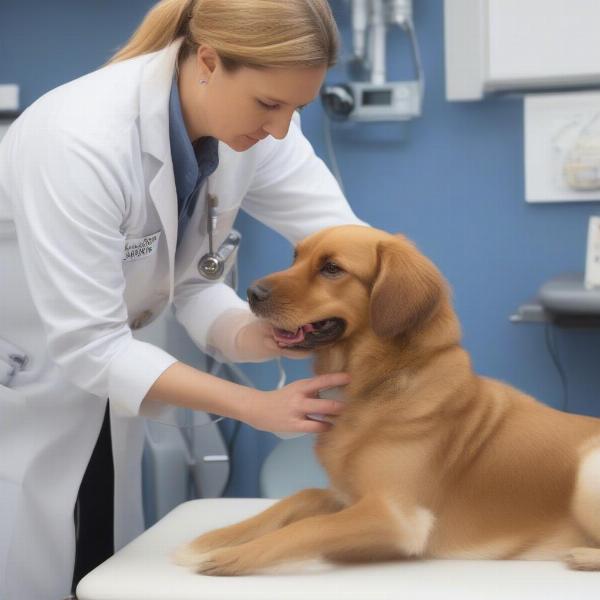 Veterinarian examining a dog