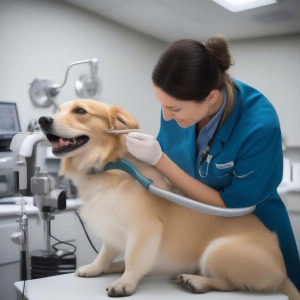 Veterinarian examining a dog's ear