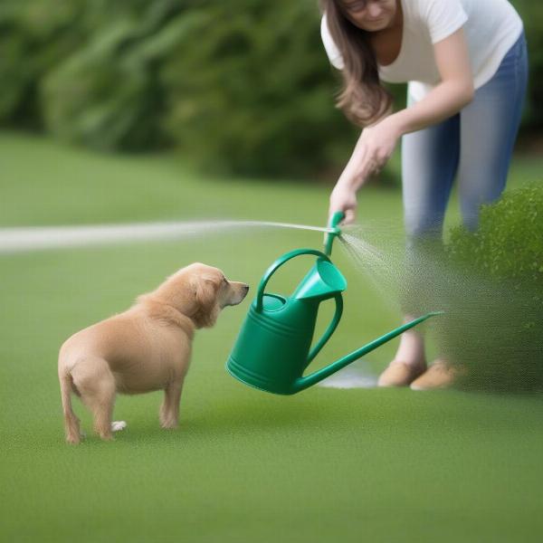 Watering lawn after dog urinates