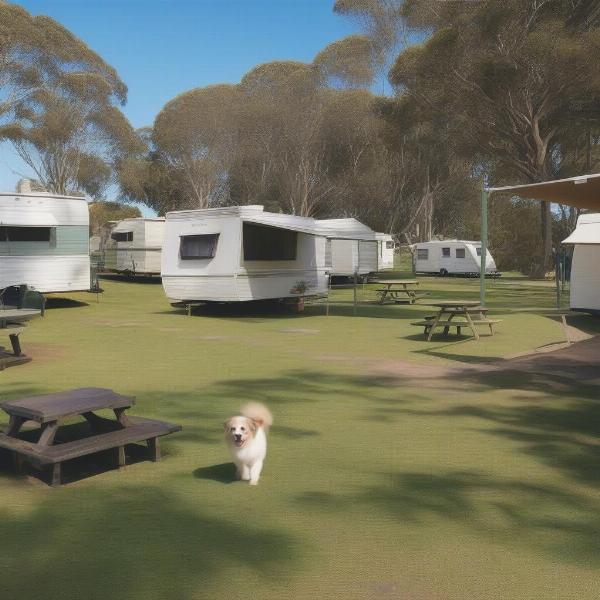 Dog-friendly caravan park options in Yamba