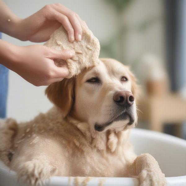 Oatmeal soothing dog's skin